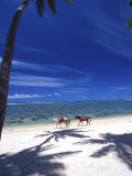 Palm Trees and Horses, Tambua Sands, Coral Coast, Fiji Photographic Print by David Wall