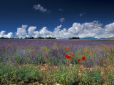 Lavender Field, Provence, France Photographic Print by Gavriel Jecan