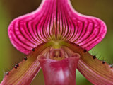 Ladyslipper Orchid Photographic Print by Adam Jones