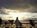 Black-Footed Penguins on the Beach, South Africa Reprodukcja zdjęcia autor Stuart Westmoreland Black-Footed Penguins on the Beach, South Africa Reprodukcja zdjęcia autor Stuart Westmoreland