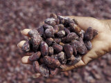 Handful of Nutmeg, St. George, Grenada, Caribbean Lámina fotográfica por Greg Johnston Handful of Nutmeg, St. George, Grenada, Caribbean Lámina fotográfica por Greg Johnston