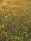 Paintbrush, Low Bladderpod and Grass, Texas Hill Country, USA Lámina fotográfica por Adam Jones