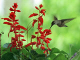 A Hummingbird Seeks Nectar from a Flower Box Outside a Home Photographic Print