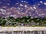 Nesting Egrets at Lago Enriquillo, Dominican Republic, Caribbean Photographic Print by Greg Johnston