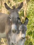 Mother and Baby Donkeys on Salt Cay Island, Turks and Caicos, Caribbean Photographic Print by Walter Bibikow