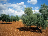 Olive Trees in Provence, France Photographie par David Barnes