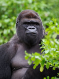 Silverback Lowland Gorilla Reprodukcja zdjęcia autor Adam Jones Silverback Lowland Gorilla Reprodukcja zdjęcia autor Adam Jones