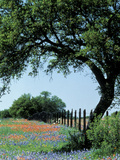 Paintbrush and Bluebonnets, Texas Hill Country, Texas, USA Photographie par Adam Jones