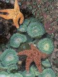 Tidepool of Sea Stars, Green Anemones on the Oregon Coast, USA Photographic Print by Stuart Westmoreland