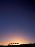 Camel Caravan Silhouette at Dawn, Silk Road, China Photographic Print by Keren Su