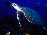 Scuba Diving in Soufriere Bay with Loggerhead Turtle, Dominica, Caribbean Fotografie-Druck von Greg Johnston