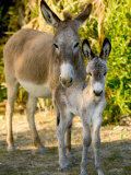Walter Bibikow - Mother and Baby Donkeys on Salt Cay Island, Turks and Caicos, Caribbean - Fotografik Baskı Walter Bibikow - Mother and Baby Donkeys on Salt Cay Island, Turks and Caicos, Caribbean - Fotografik Baskı