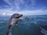 Bottlenose Dolphins, Caribbean Photographic Print by Stuart Westmoreland