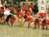 South Korean Kindergarten Pupils Plant Rice Seedlings Lámina fotográfica South Korean Kindergarten Pupils Plant Rice Seedlings Lámina fotográfica