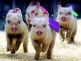 Sue Wee Pig Races Photographie