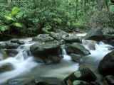 Rainforest, Daintree National Park, Queensland, Australia Photographic Print by Rob Tilley