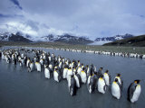 King Penguins on Cook Glacier, South Georgia Island, Antarctica Lámina fotográfica por Hugh Rose King Penguins on Cook Glacier, South Georgia Island, Antarctica Lámina fotográfica por Hugh Rose