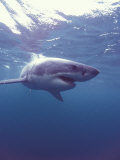 South Africa Great White Shark Photographic Print by Michele Westmorland