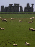 Sheep Graze Photographic Print