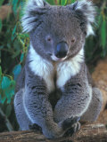 Koala, Australia Fotografisk tryk af John & Lisa Merrill Koala, Australia Fotografisk tryk af John & Lisa Merrill
