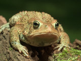 American Toad on Log, Eastern USA Photographic Print by Maresa Pryor