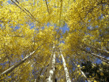 Fall-Colored Aspen Trees, Stevens Pass, Washington, USA Fotografie-Druck von Stuart Westmoreland