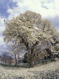 Yulan Magnolia Tree and Blossoms, Louisville, Kentucky, USA Photographic Print by Adam Jones
