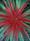 Cactus Detail, Chrstoffel National Park, Curacao, Caribbean Photographic Print by Robin Hill
