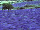 Lavender Field and Almond Tree, Provance, France Fotografisk trykk av David Barnes Lavender Field and Almond Tree, Provance, France Fotografisk trykk av David Barnes