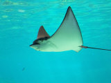 Sting Ray, Sea World, Gold Coast, Queensland, Australia Reprodukcja zdjęcia autor David Wall