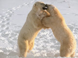 Polar Bears Sparring on Frozen Tundra of Hudson Bay, Churchill, Manitoba Lámina fotográfica por Dee Ann Pederson Polar Bears Sparring on Frozen Tundra of Hudson Bay, Churchill, Manitoba Lámina fotográfica por Dee Ann Pederson