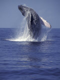 Michele Westmorland - Humpback Whale Breaching - Fotografik Baskı Michele Westmorland - Humpback Whale Breaching - Fotografik Baskı
