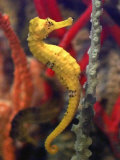 A Longsnout Seahorse Moves Gracefully Through Coral - Fotografik Baskı