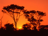 Trees Silhouetted by Dramatic Sunset, South Africa Photographie par Claudia Adams