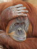 Female Sumatran Orangutan Fotografisk tryk af Adam Jones Female Sumatran Orangutan Fotografisk tryk af Adam Jones