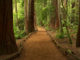 Redwood Forest, Rotorua, New Zealand Photographic Print by David Wall