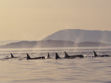 Orca Whales Surfacing in the San Juan Islands, Washington, USA Reprodukcja zdjęcia autor Stuart Westmoreland Orca Whales Surfacing in the San Juan Islands, Washington, USA Reprodukcja zdjęcia autor Stuart Westmoreland