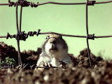A Young Prairie Dog Photographie