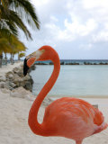 Pink Flamingo on Renaissance Island, Aruba, Caribbean Photographic Print by Lisa S. Engelbrecht
