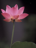 Lotus Flower in Bloom, Cambodia Photographic Print by Russell Young