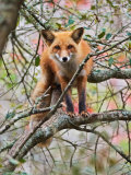 Red Fox in Tree Photographic Print by Adam Jones