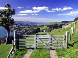 Gate and Cabbage Tree on Otago Peninsula, New Zealand Photographic Print by David Wall