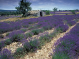 Lavender Field, Provence, France Photographie par Gavriel Jecan
