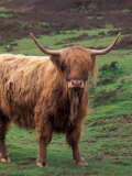 Scottish Highland Cattle, Isle of Skye, Scotland Photographic Print by Gavriel Jecan