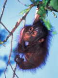 Baby Orangutan, Tanjung Putting National Park, Indonesia Photographic Print by Keren Su
