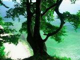 Deep Green Tree and Green-tinted Sea, Jasmund National Park, Island of Ruegen, Germany Fotografie-Druck von Christian Ziegler