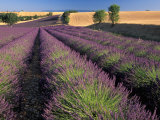 Lavender Field, Provence, France Photographie par Gavriel Jecan