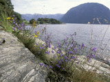 Wildflowers along Sognefjord near Vadheim, Norway Photographic Print by Paul Souders