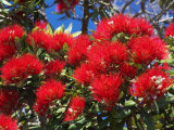 Pohutukawa Flowers, New Zealand 写真プリント - リンダ・クーラリス・ウォール
