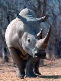 White Square-Lipped Rhino, Namibia Reprodukcja zdjęcia autor Claudia Adams